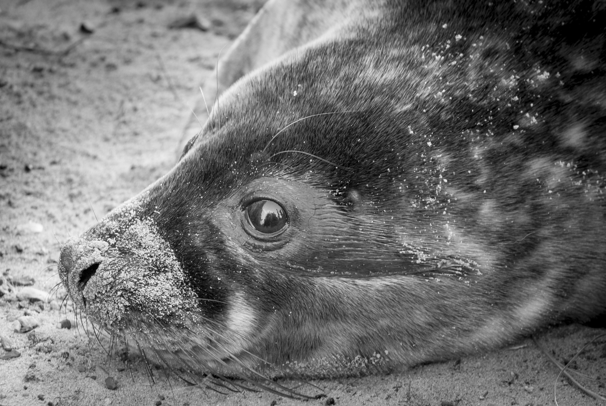 Seal, Horsey