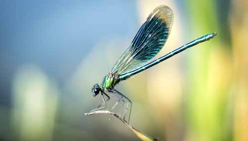 Damsel Fly